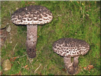 Strobilomyces strobilaceus