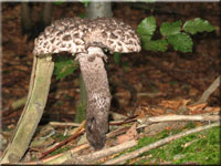 Strobilomyces strobilaceus