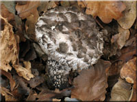 Strobilomyces strobilaceus
