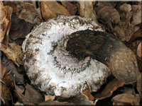 Strobilomyces strobilaceus