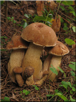 Tylopilus felleus
