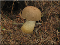 Tylopilus felleus