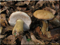 Tylopilus felleus