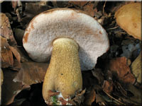 Tylopilus felleus