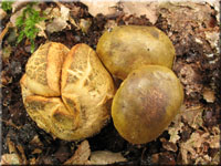 Schmarotzer-(Filz)Rhrling - Xerocomus parasiticus