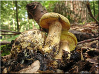 Schmarotzer-(Filz)Rhrling - Xerocomus parasiticus