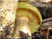 Schmarotzer-(Filz)Rhrling - Xerocomus parasiticus