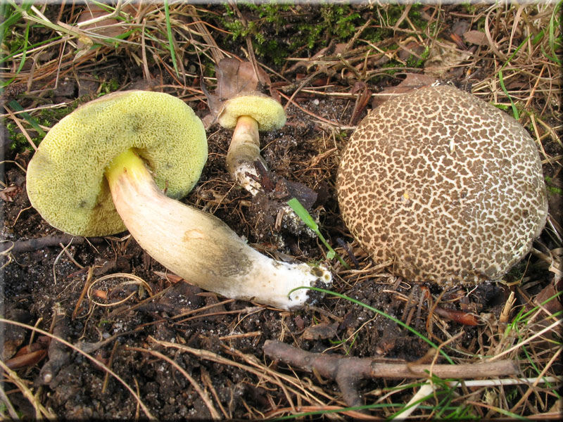 Falscher Rotfu-Rhrling - Xerocomus porosporus