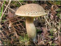 Falscher Rotfuß-Röhrling - Xerocomus porosporus