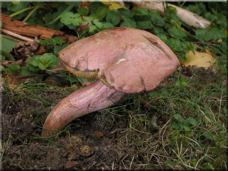 Blutroter Filz-Rhrling - Xerocomus rubellus