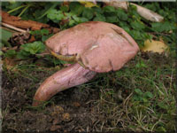 Blutroter Filz-Rhrling - Xerocomus rubellus