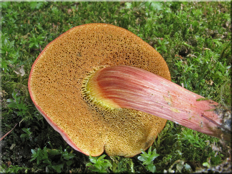 Blutroter Filz-Rhrling - Xerocomus rubellus