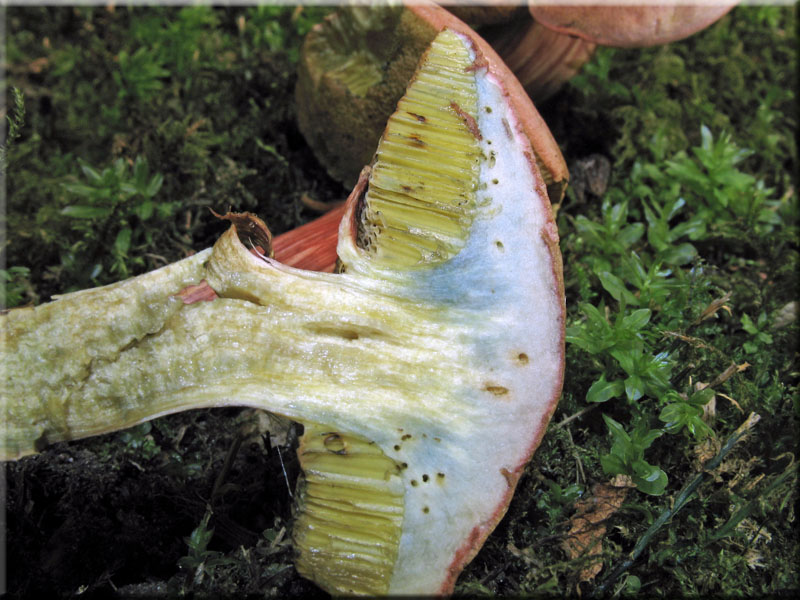 Blutroter Filz-Rhrling - Xerocomus rubellus