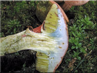 Blutroter Filz-Rhrling - Xerocomus rubellus