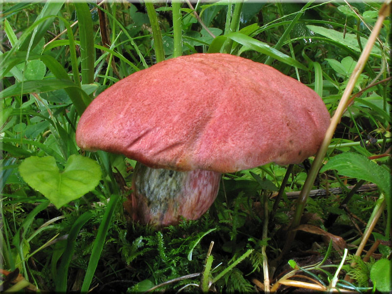 Blutroter Filz-Rhrling - Xerocomus rubellus
