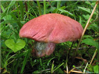 Blutroter Filz-Röhrling - Xerocomus rubellus