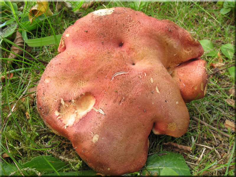 Blutroter Filz-Rhrling - Xerocomus rubellus