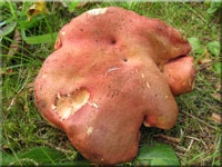 Blutroter Filz-Rhrling - Xerocomus rubellus