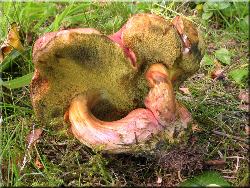 Blutroter Filz-Rhrling - Xerocomus rubellus