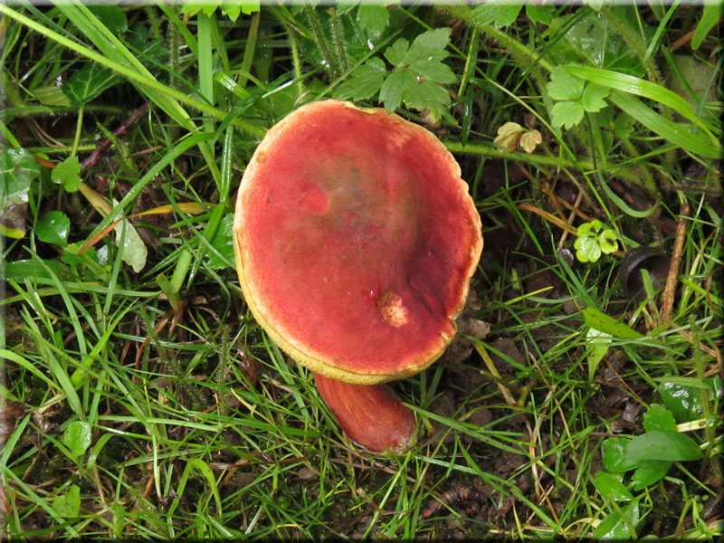 Blutroter Filz-Rhrling - Xerocomus rubellus