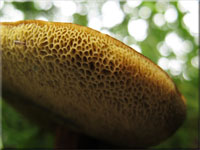 Blutroter Filz-Rhrling - Xerocomus rubellus