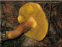 Ziegenlippe - Xerocomus submentosus