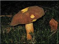 Ziegenlippe - Xerocomus subtomentosus