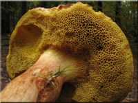 Ziegenlippe - Xerocomus subtomentosus