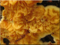 Goldgelber Scheinfltling - Pseudomerulius aureus 