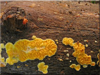 Goldgelber Scheinfltling - Pseudomerulius aureus 