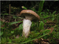 Gomphidius glutinosus