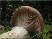 Gomphidius glutinosus