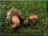 Hasen-Blasssporrhrling - Gyroporus castaneus