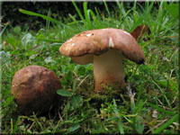 Hasen-Blasssporröhrling - Gyroporus castaneus