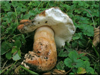 Hasen-Blasssporrhrling - Gyroporus castaneus