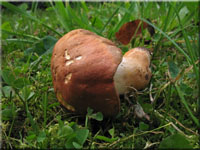 Hasen-Blasssporrhrling - Gyroporus castaneus