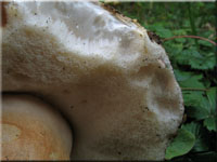 Hasen-Blasssporrhrling - Gyroporus castaneus
