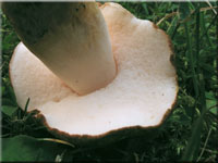 Hasen-Blasssporrhrling - Gyroporus castaneus