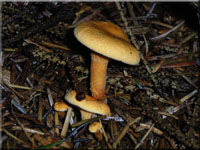 Falscher Pfifferling - Hygrophoropsis aurantiaca