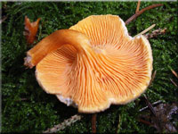 Falscher Pfifferling - Hygrophoropsis aurantiaca