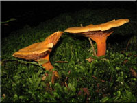 Falscher Pfifferling - Hygrophoropsis aurantiaca