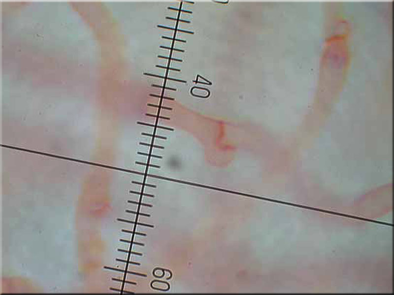 Kupferbraune Schleimtrüffel - Melanogaster tuberiformis