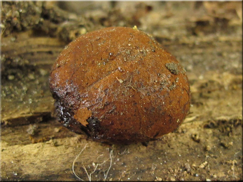 Kupferbraune Schleimtrüffel - Melanogaster tuberiformis
