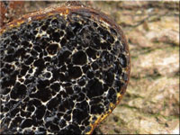 Kupferbraune Schleimtrüffel - Melanogaster tuberiformis