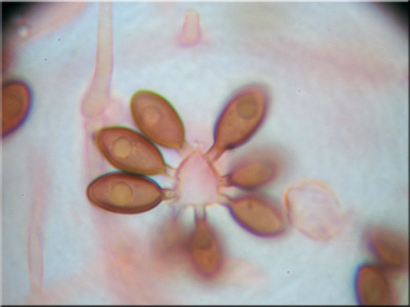 Kupferbraune Schleimtrüffel - Melanogaster tuberiformis