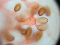 Kupferbraune Schleimtrüffel - Melanogaster tuberiformis