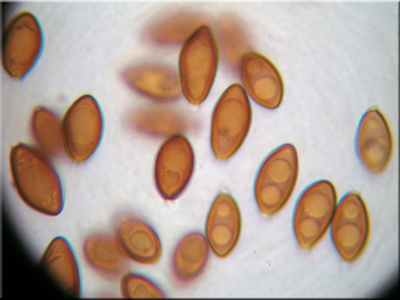Kupferbraune Schleimtrüffel - Melanogaster tuberiformis