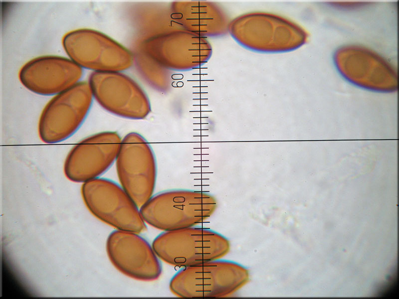 Kupferbraune Schleimtrüffel - Melanogaster tuberiformis