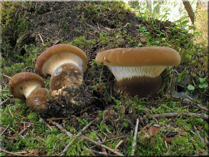 Samtfu-Krempling - Paxillus atrotomentosus 