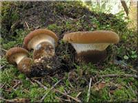 Samtfuß-Krempling - Paxillus atrotomentosus 